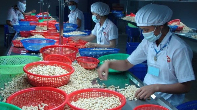 Vietnam’s cashew nut exports to Russia up 29.2%